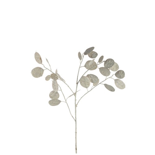 Silber-Dollar-Pflanze 86 weiß - Leonardo